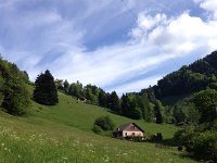 IMG 4843  not too many blooms