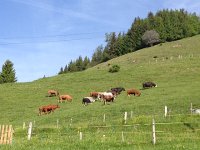 IMG 4847  why there are no narcissus here