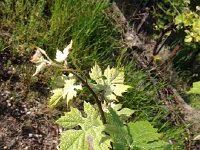 IMG 4848  vines, whitish