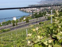 IMG 4849  vines above the highway
