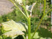 IMG 4854  very white and green
