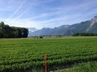 IMG 4880  carrots near les Grangettes