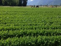 IMG 4881  very advanced re: my garden