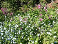 20170526 150954  other flowers