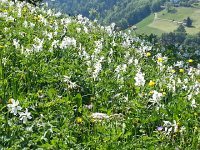 20170526 162102  closeup