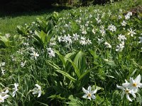 IMG 4892  narcissus and corn lilieis