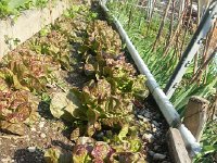 20170531 180952  lettuce