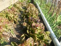 20170531 181003  starting to bolt