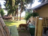 20170531 182353  alpaca