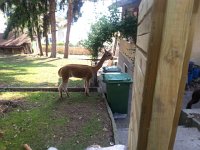 20170531 182402  2 year old male