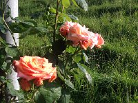 IMG 4912  roses along the way