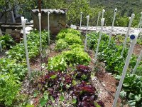 DSCN9601  quite a garden