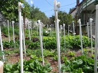 DSCN9602  shade protection?