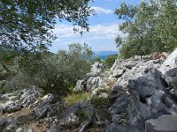 DSCN9604  rocky ground for olives