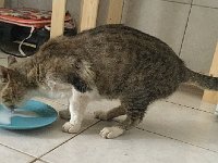 IMG 0887  thirsty kitty
