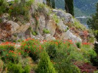 DSCN9429  the poppies again
