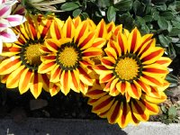 DSCN9442  Gazania?