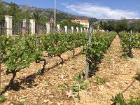 IMG 0777  vines . Zinfandel maybe?