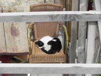 DSCN9370  a local resident