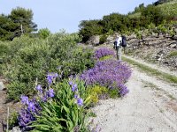DSCN9559  irises and mints