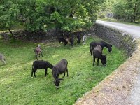 DSCN9565  a herds of equids