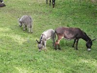 DSCN9566  popular in the region