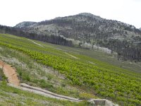 DSCN9577  burned hillside