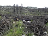 DSCN9578  salvage logging