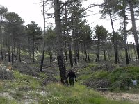 DSCN9579  flame heights