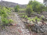 DSCN9584  eventually more vineyards