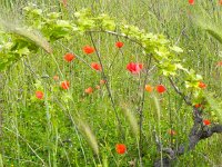 DSCN9585  not all of them currently maintained