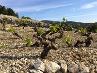 IMG 0859  like frozen dancers