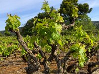 IMG 0863  such forms