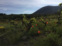 IMG 0865  poppies amidst the vines