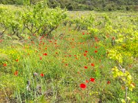 IMG 0876  but lovely with poppies