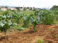 DSCN9480  tomatoes, crucifers