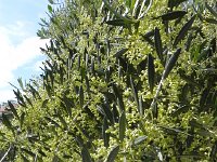 DSCN9488  olive flowers