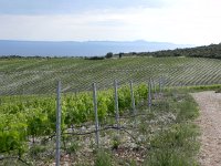 DSCN9497  a new vineyard