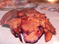 DSCN9500  photo of a kind of crab that we ate yesterday at Ante&#39;s