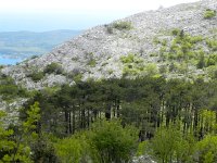DSCN9522  pine forest in a sag between peaks