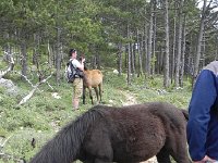 DSCN9524  small horses