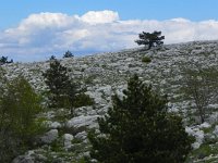 DSCN9527  trees near the top