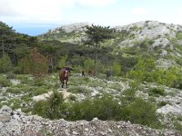 DSCN9539  the rest of the herd moves in