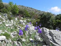 DSCN9543  wild irises