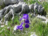 DSCN9545  lapié behind the iris