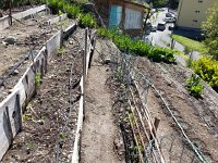 20170505 123735  5 May - garden status