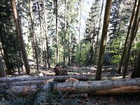 20170505 162430  logging operation near Azot