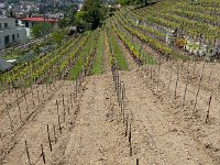20170515 143119  new vineyard going in next to stairs