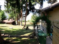 20170530 113843  sharing spaces with a pig and two alpacas