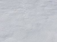 IMG 4143  fine texture